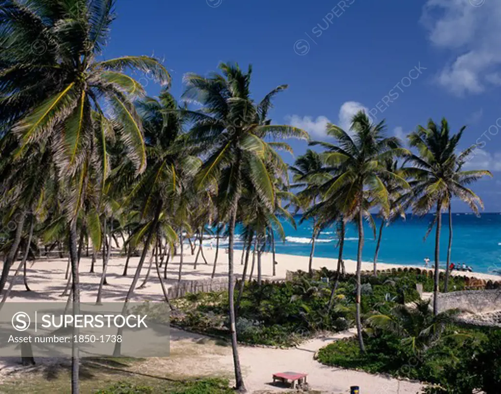 Barbados, St Philip, 'Sam Lords Castle Hotel Beach, Palms In Sand,  Gardens With Wall '