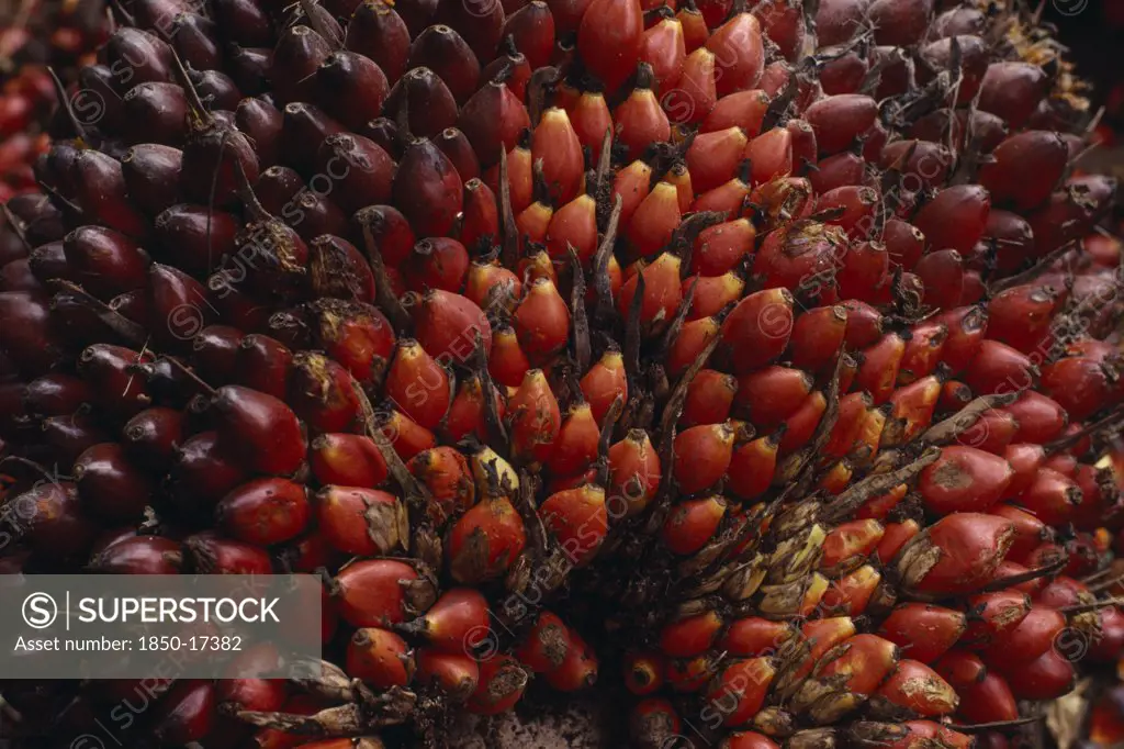 Cameroon, Agriculture, Close Up Of Oil Palm Fruit Elaeis Guineensis Showing Individual Nuts.