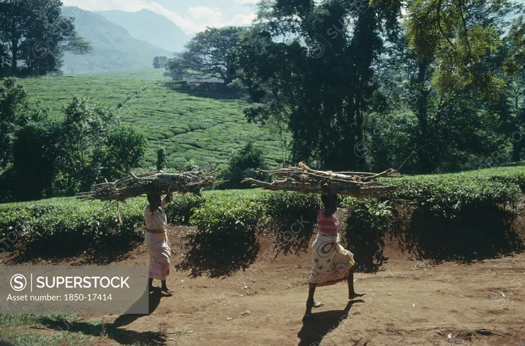 Malawi, Work, Tea Plantations Near Muloza With Women Carrying Bundles Of Firewood On Their Heads In Foreground.