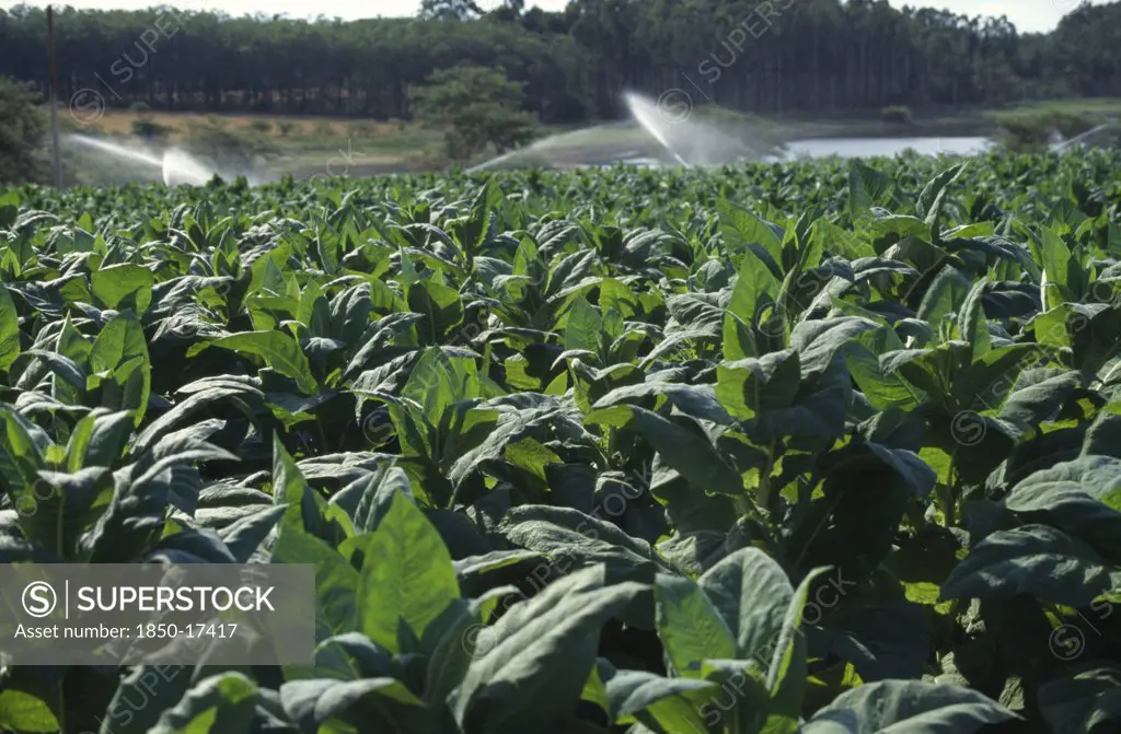 Malawi, Farming, Close View Of Tobacco Crop And Spray Irrigation.