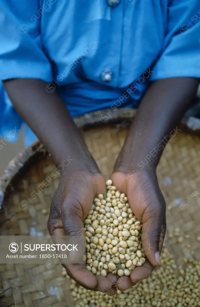 Malawi, Ngwila, Cropped View Of Efero Lodi Holding Handful Of Organically Grown Soya.  Organic Farming Allows Farmers To Achieve The Same Yields Without The Use Of Expensive Fertilisers.