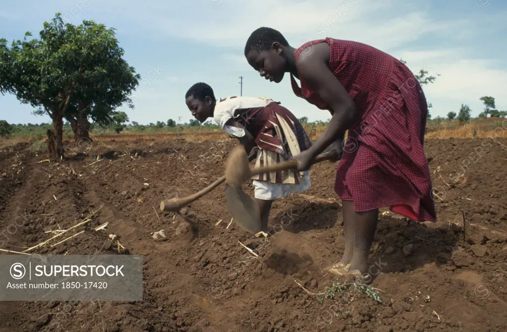 Malawi, Farming, Girls Working In Fields Near Lilongwe.  The Soil Is Very Dry Due To The Lateness Of The Rains