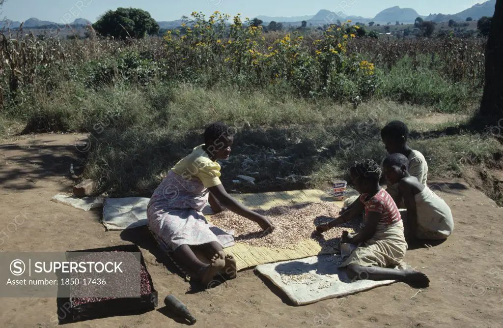 Malawi, Dedza District, Refugees, Woman And Children Sorting Drying Beans In Mozambican Refugee Camp.
