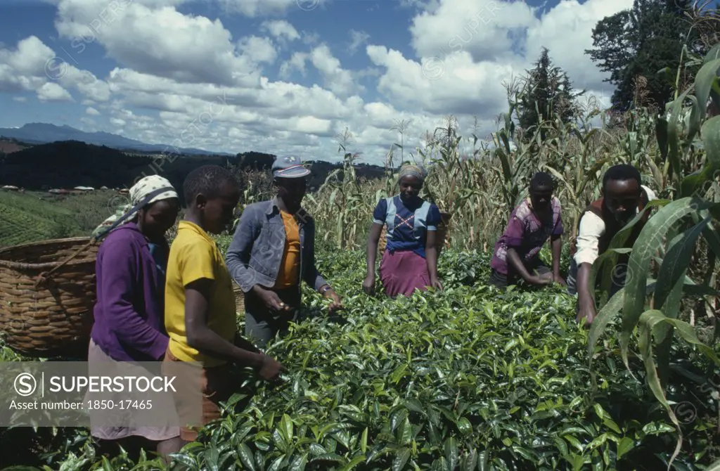 Kenya, Agriculture, Family Picking Tea On Hillside Plantation Beside Maize Crop.