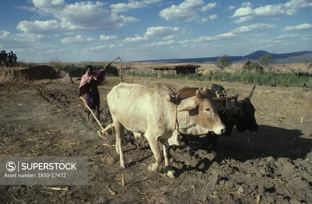 Kenya, Agriculture, Burji Tribesman Ploughing With Pair Of Oxen.