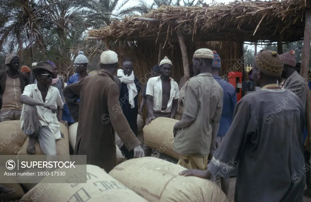 Gambia, Markets, Farmers At A Groundnut Buying Station.
