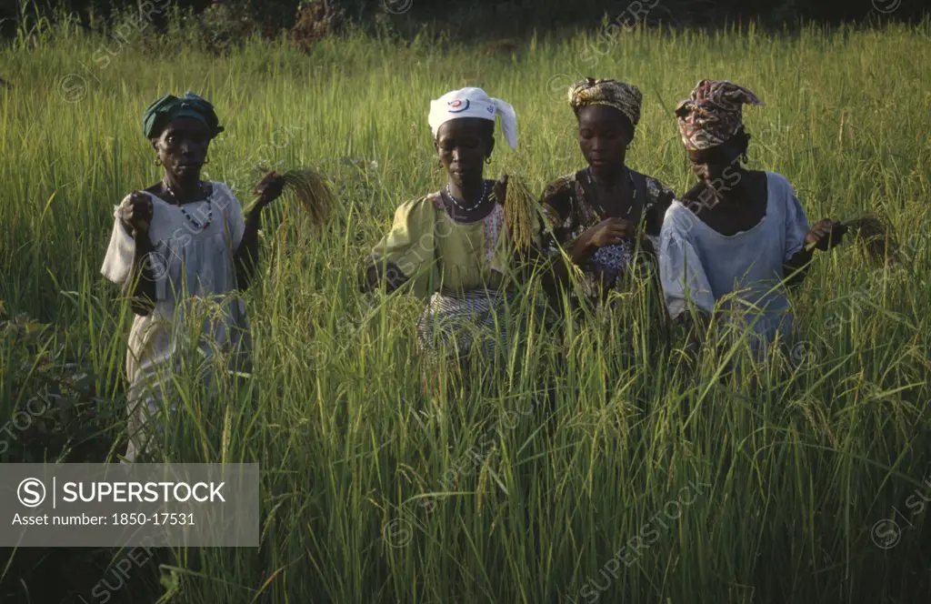 Gambia, Agriculture, Women Working In Rice Paddy Fields.