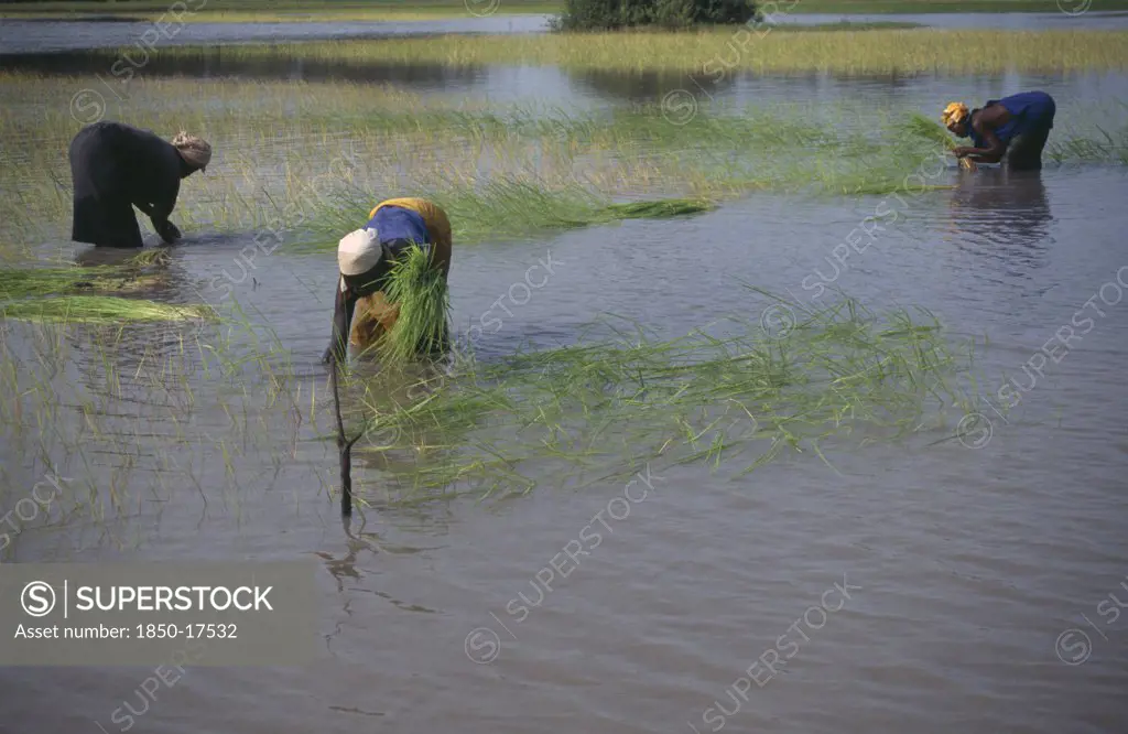 Gambia, Agriculture, Women Replanting Rice In Paddy Fields.
