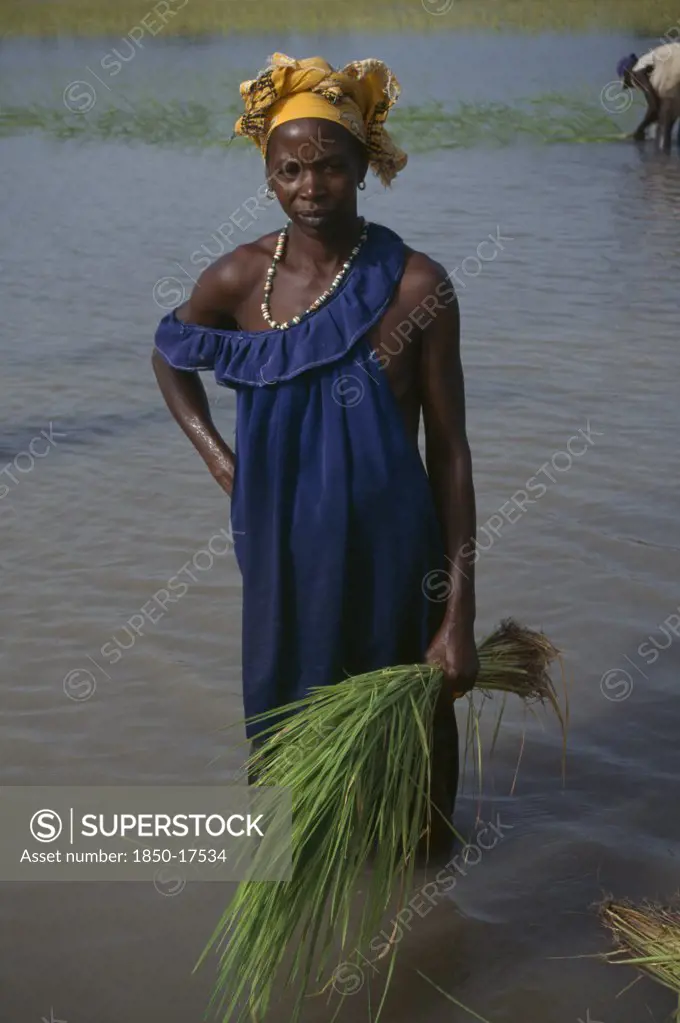 Gambia, Agriculture, Woman Replanting Rice In Paddy Field.
