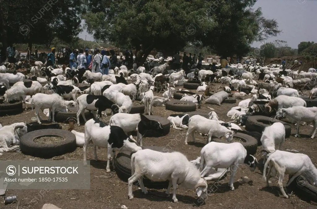 Gambia, Agriculture, Livestock Market With Goats And Cattle Tethered To Old Car Tyres Containing Fodder.
