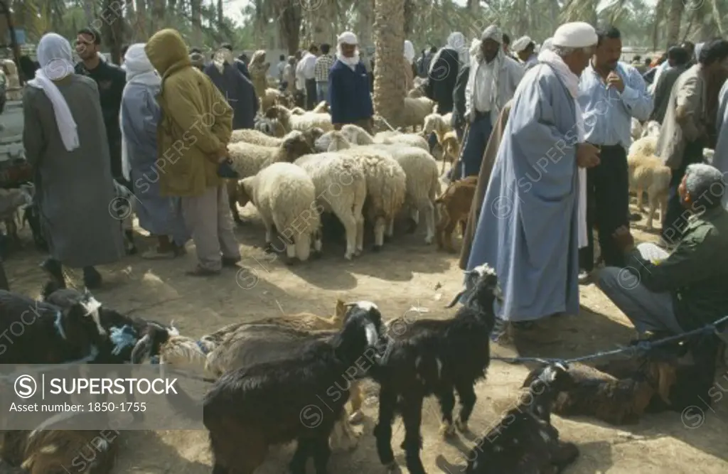 Tunisia, Douz, Sahara, Livestock Market