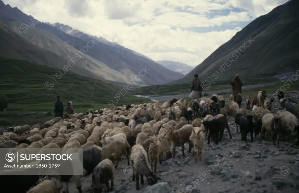 Pakistan, North, Agriculture, Goat Herders In Steep Sided Valley.