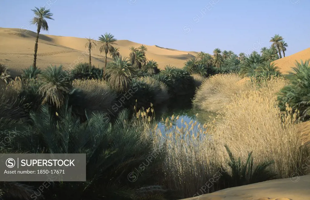 Libya, Um El Maa Oasis, Oasis Pool And Lush Vegetation With Sand Dunes Beyond.