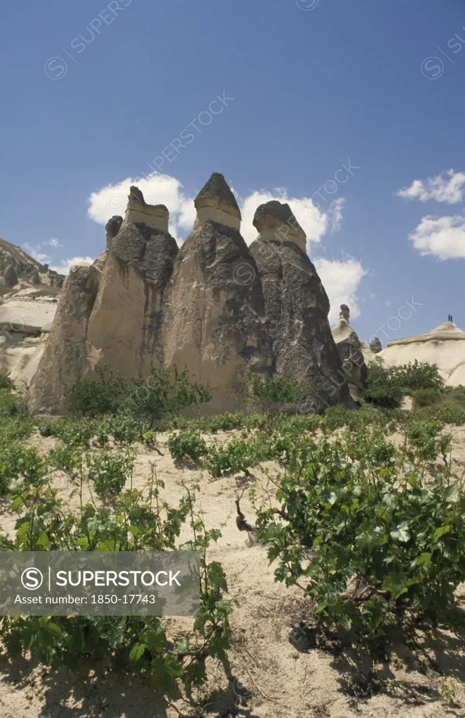Turkey, Cappadocia, Zilve, Fairy Chimneys Formed From Volcanic Rock With Vines Growing In Foreground.