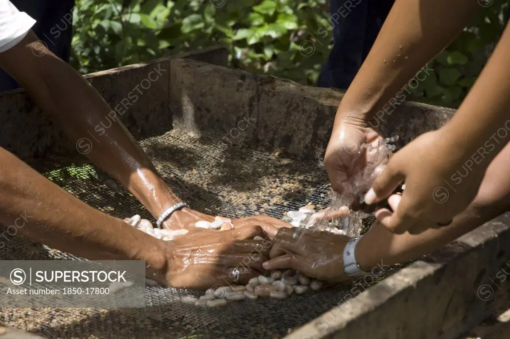 Venezuela, Sucre State, 'Cacao Beans Being Rinsed After Fermentation, Rio Caribe.'