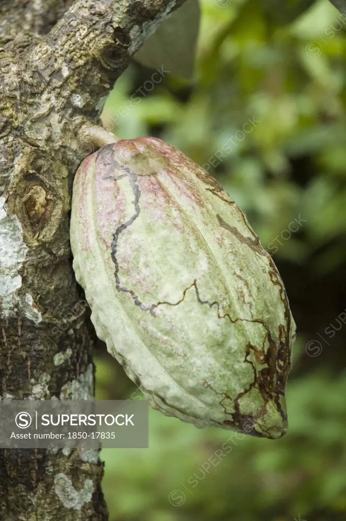 Venezuela, Sucre State, Cacao Pod Growing On A Cacao Tree.