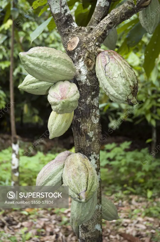 Venezuela, Sucre State, Cacao Pods Growing On A Cacao Tree