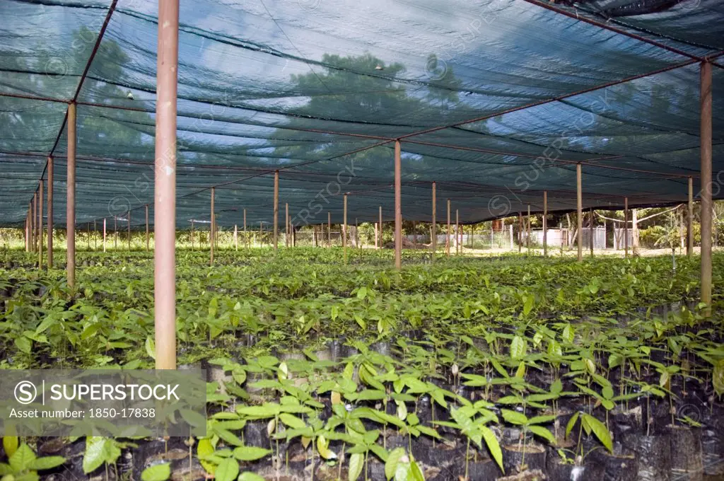 Venezuela, Sucre State, Nursery For Cacao Plant Seedlings