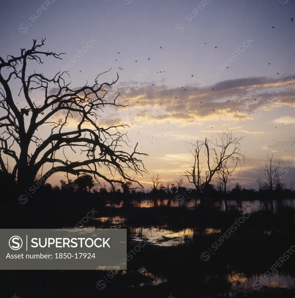 Botswana, Okavango Delta, Dead Tree Island, Trees In Silhouette At Sunset With Pratincoles Fyling Above Water