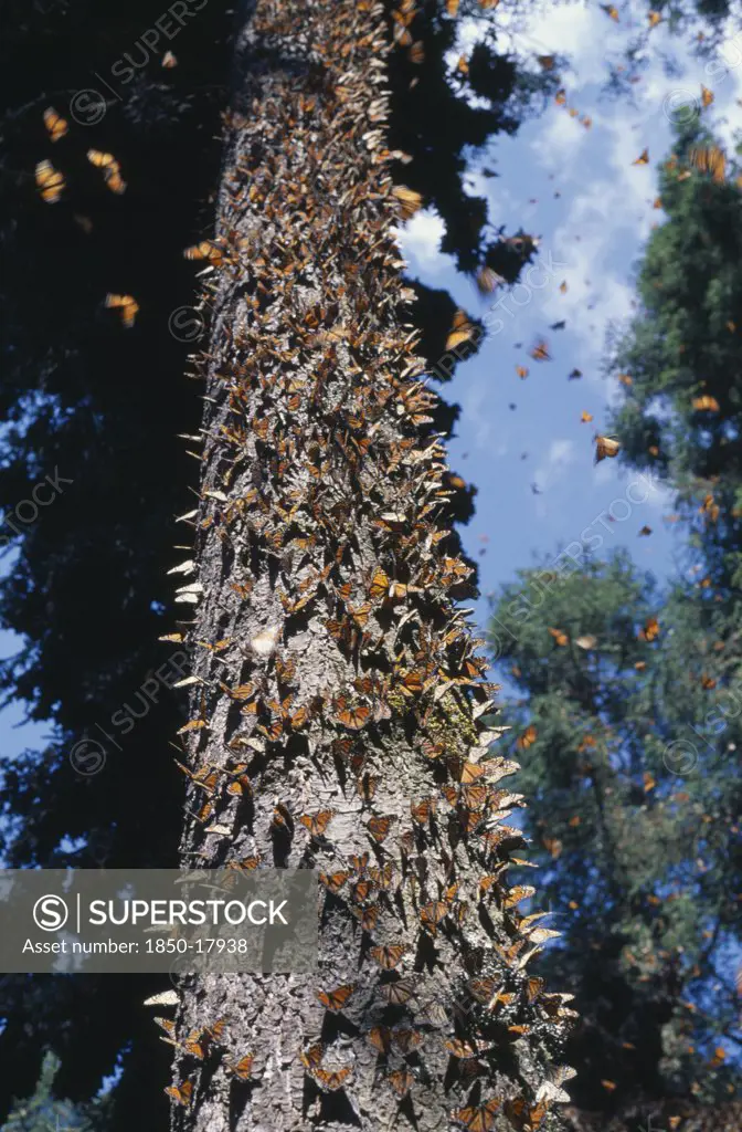 Mexico, Michoacan, 'A Mass Of Monarch Butterflies Flying Around, And On, A Tall Tree In El Rosario Sanctuary. Large Migratory American Butterfly Having Deep Orange Wings With Black And White Markings; The Larvae Feed On Milkweed.'