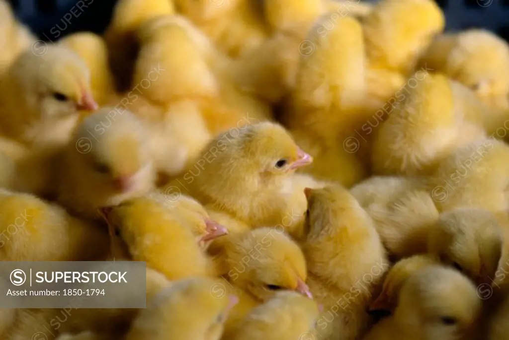 Agriculture, Livestock, Poultry, Group Of Day Old Chicks Huddled Together.