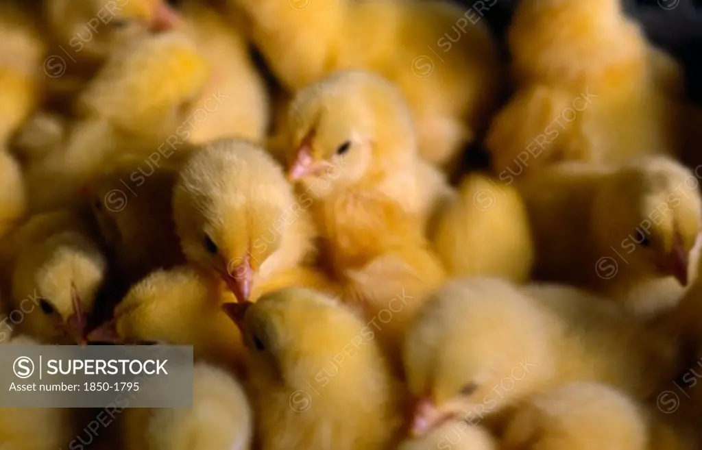 Agriculture, Livestock, Poultry, 'Group Of One Day Old Chicks.  Intensive Farming Practice, Reared For Meat.'
