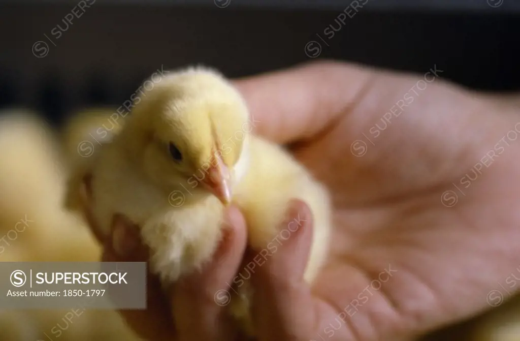 Agriculture, Livestock, Poultry, Day Old Chick Held In Hand.