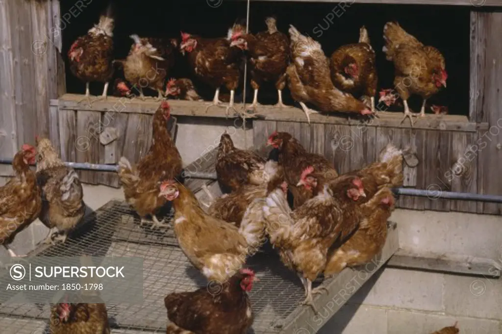 Agriculture, Livestock, Poultry, Free Range Hens Leaving Their Coop.
