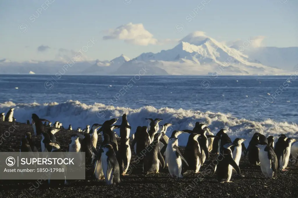Antarctic, Peninsula, Baileys Head. Deception Island. Chinstrap Penquins Moving To Sea After The Moult