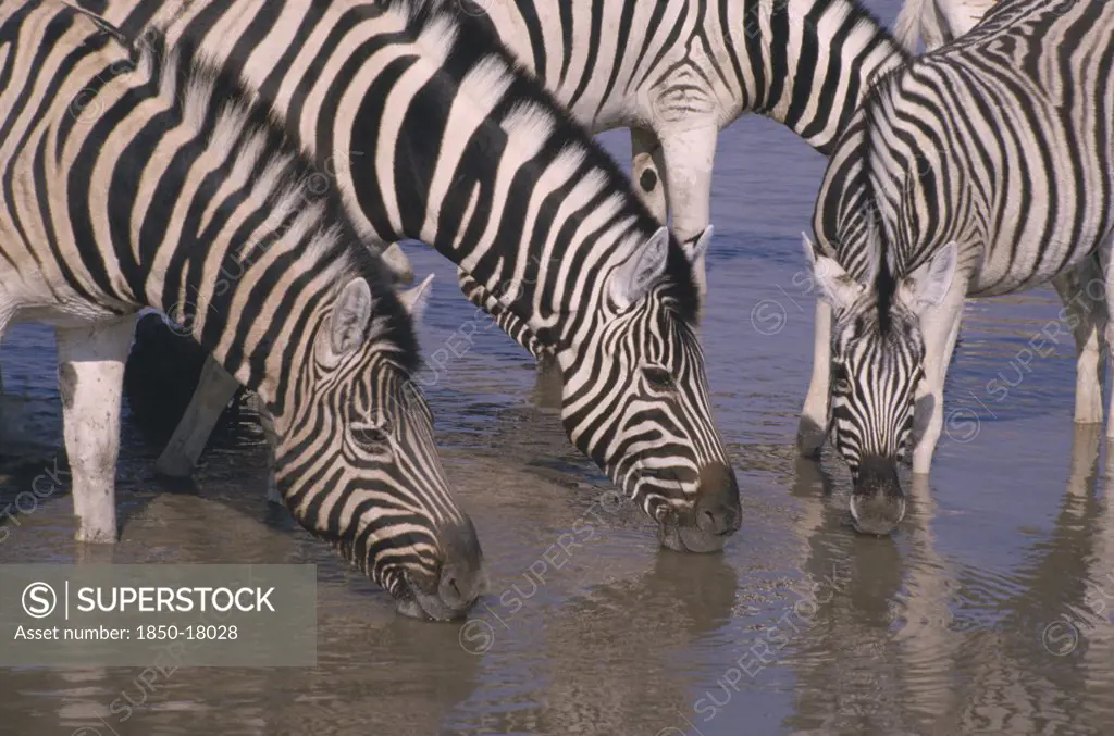 Namibia, Etosha National Park, Namutoni, Zebra Drinking At Waterhole.