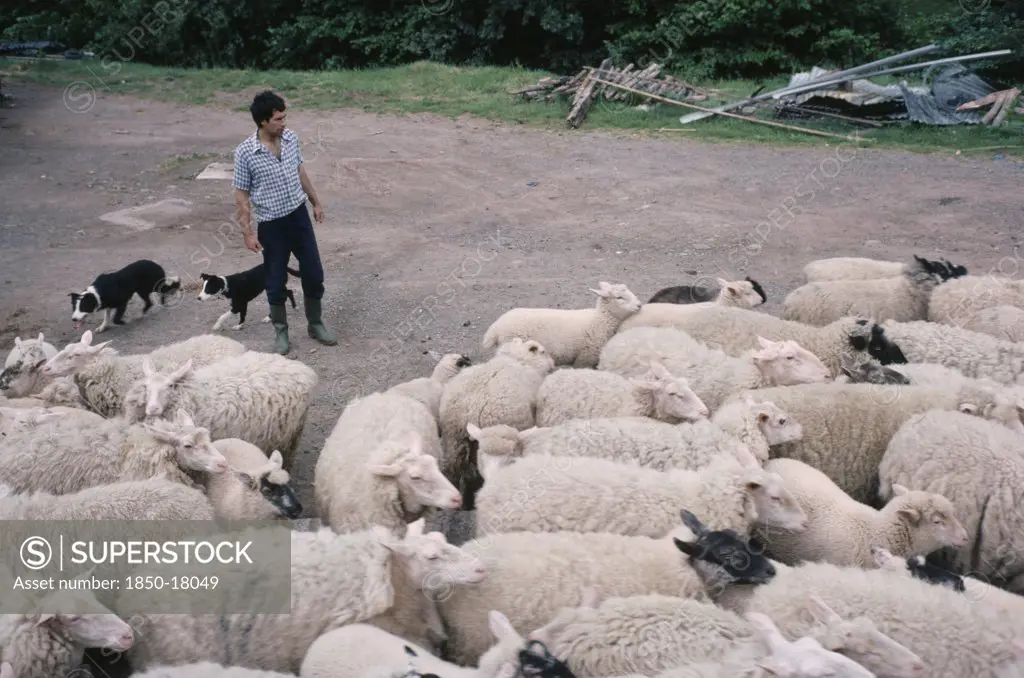 England, Herefordshire, Agriculture, Farmer Moving Sheep With Pair Of Border Collies.