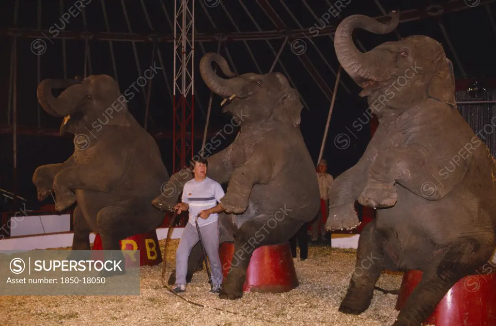England, Animals, Elephants, Elephant Trainer Inside Circus Tent With Three Performing Elephants.
