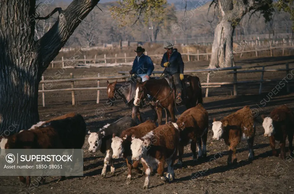 Usa, Wyoming, Agriculture, Two Cowboys On Horses Herding Young Cattle Steers On Ranch.