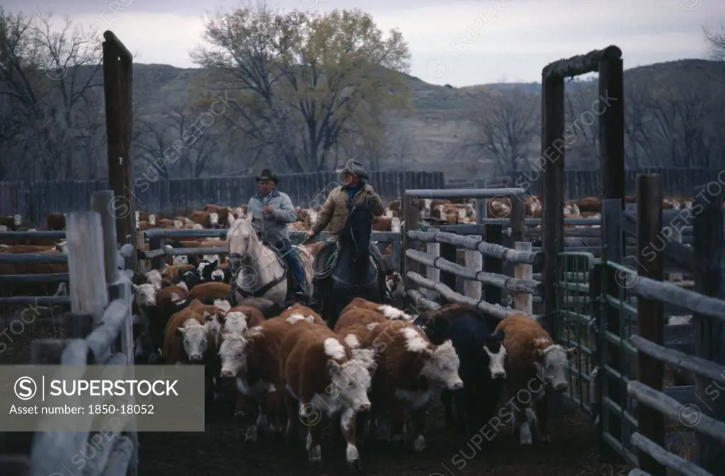 Usa, Wyoming, Agriculture, Cowboys With Cattle In Cor-Ral.