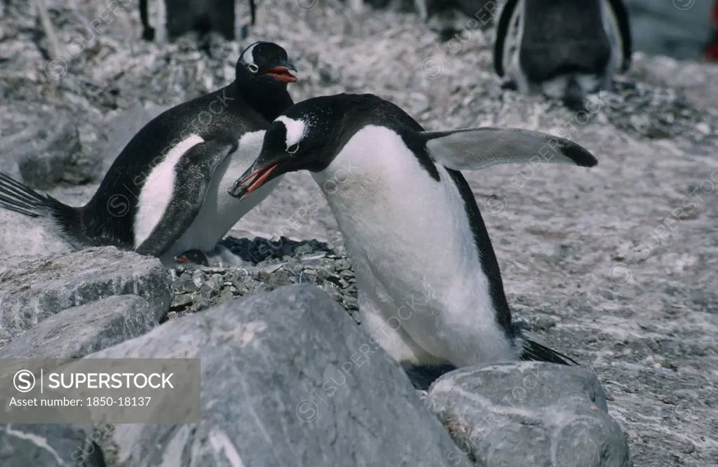Antarctica, Birds, Penguins, Gentoo Penguins In A Peeble Nest