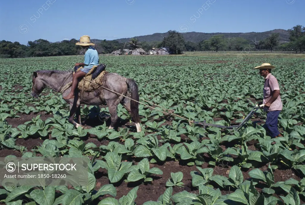 Dominican Republic, Agriculture, Man Using Horse Ridden By Child To Plough Furrow Through Crop On Privately Run Tobacco Plantation Near Loma De Cabrero Producing Tobacco For The Leon Jimenez Co.