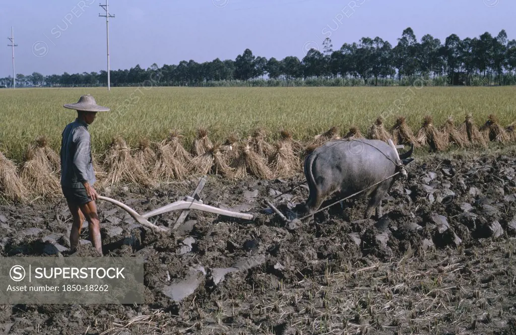 China, Agriculture, Farmer Ploughing Rice Field With Bullock.