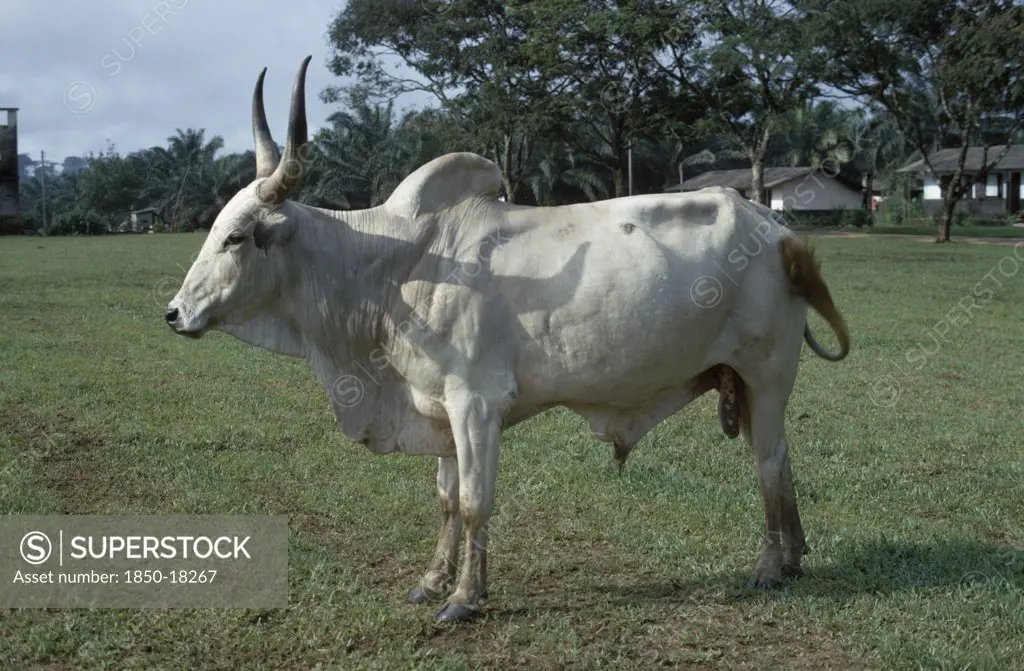 Nigeria, Agriculture, White Longhorn Bull.
