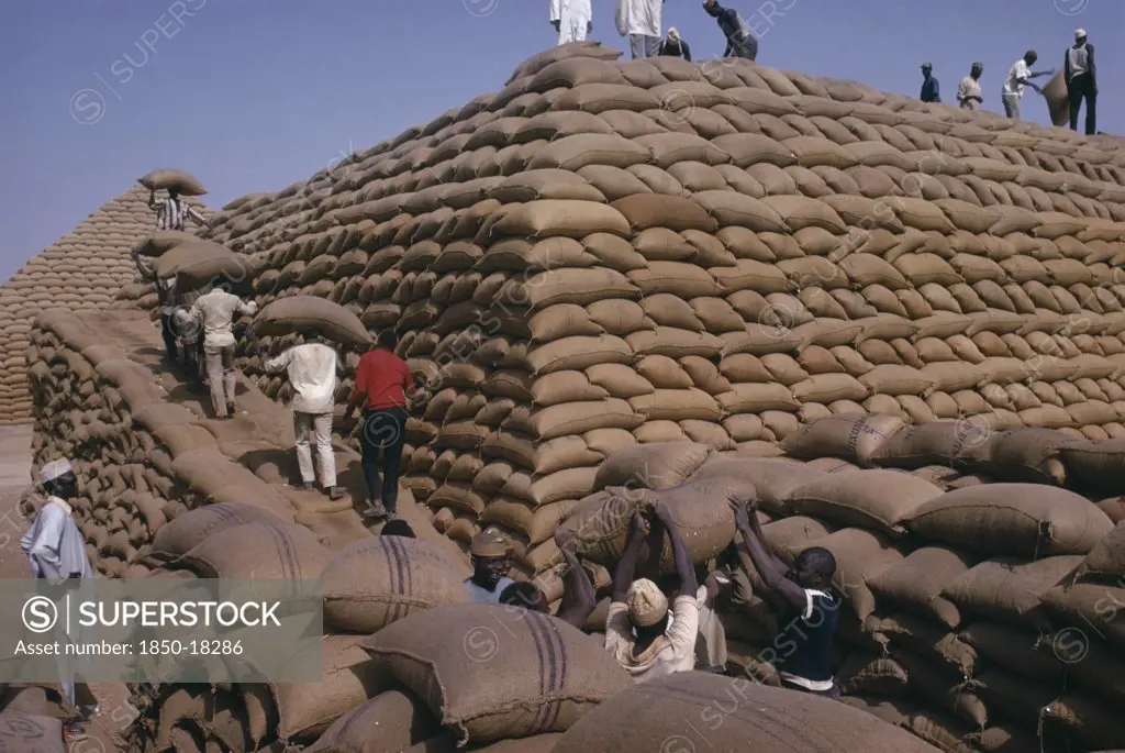 Nigeria, Kano, Workers Building Pyramid Of Sacks Of Ground Nuts.