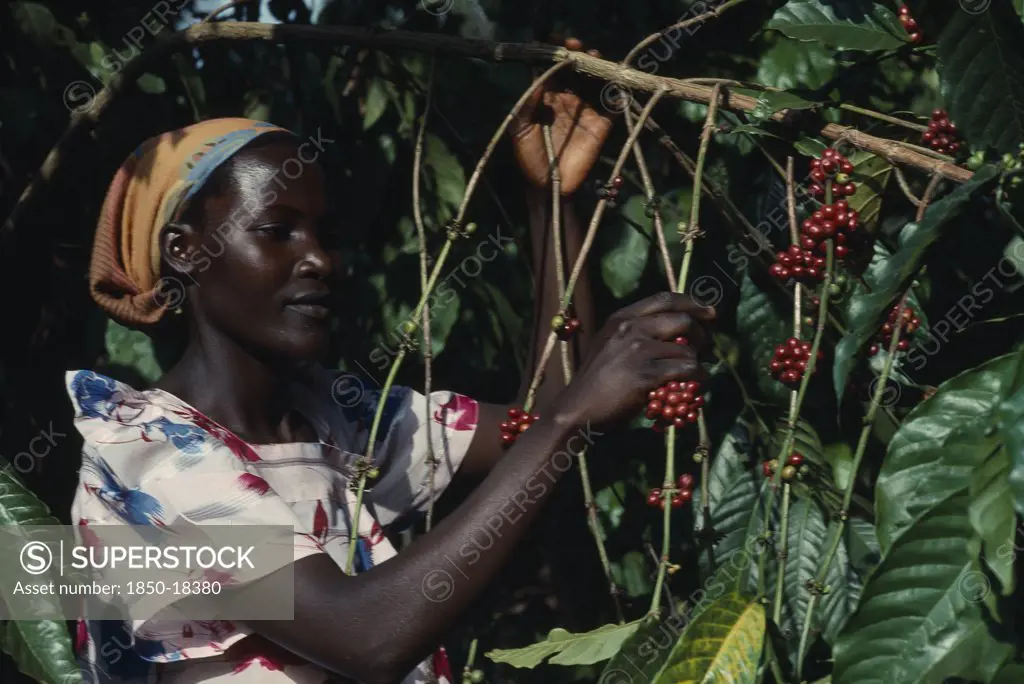 Uganda, Budongo Village, Woman Picking Coffee.