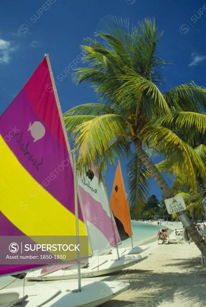 West Indies, Jamaica, Negril, Sunfish Dingies With Sails Up On Coconut Palm Tree Fringed Beach