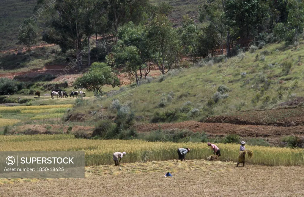 Madagascar, Agriculture, Road To Antsirabe. Workers Havesting Rice With Cattle Grazing Near Hillside Behind