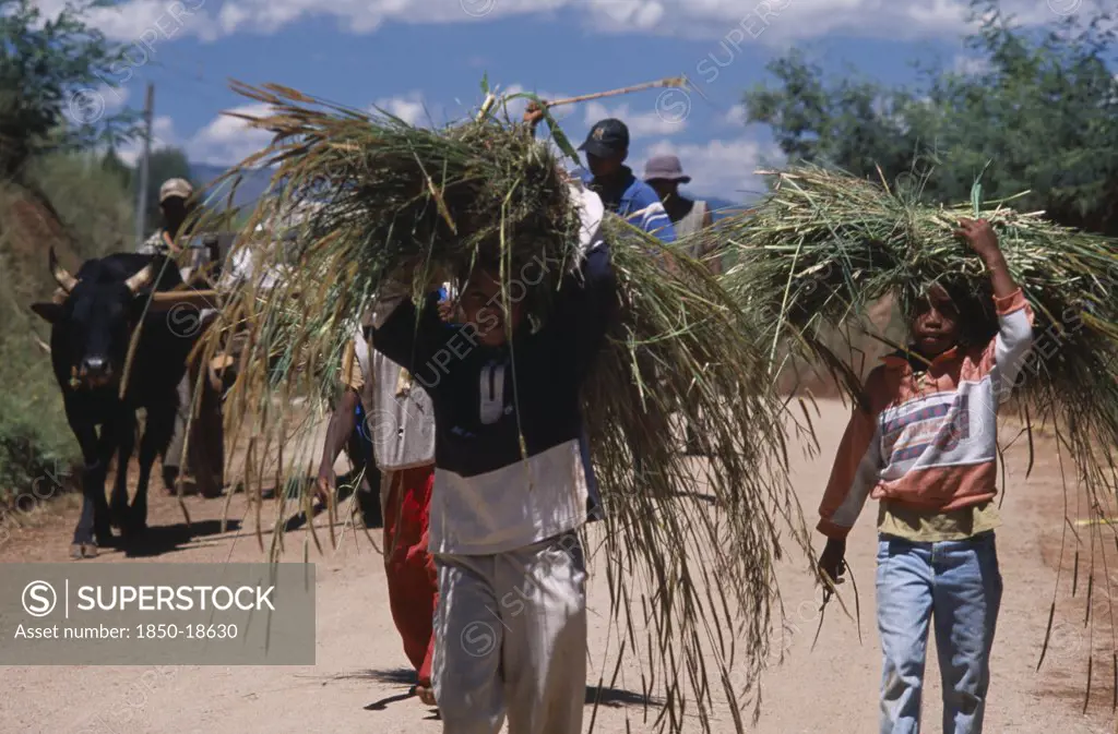 Madagascar, Agriculture, Near Antsirabe. Rural Workers Returning From Fields With Zebu Cattle And Cart Behind Children Carrying Crops On Their Heads
