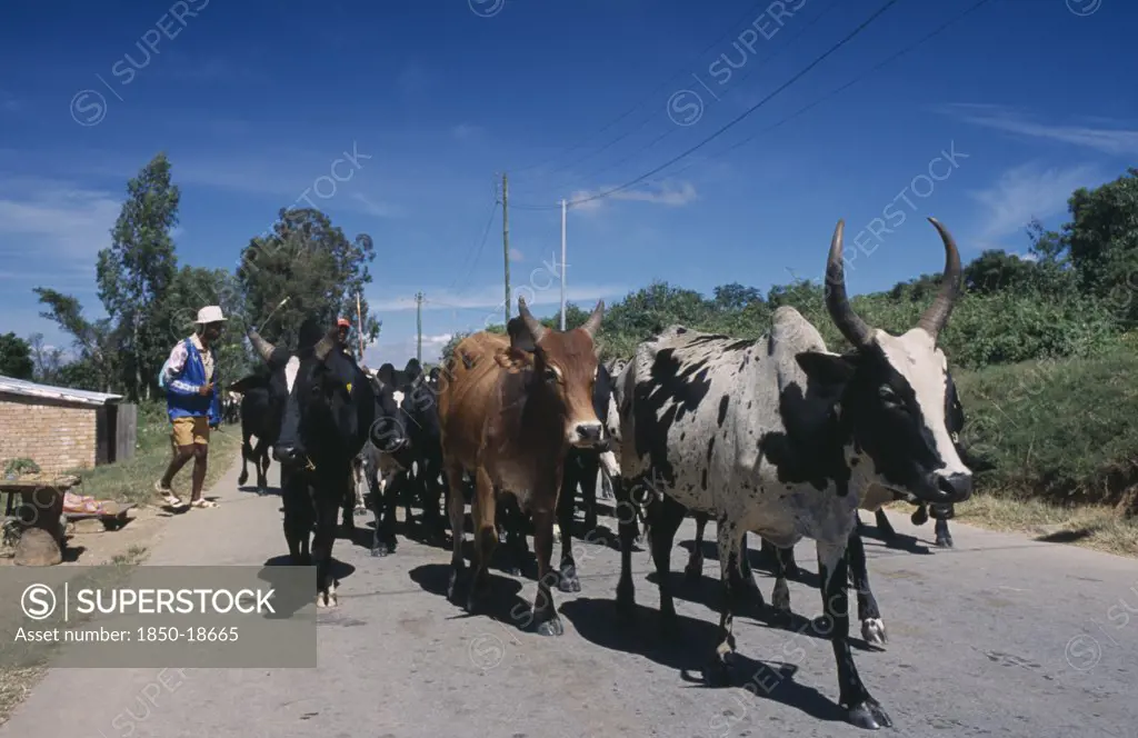 Madagascar, Agriculture, Road To Ambalavao. Herdsman Driving Zebu Cattle Along Road