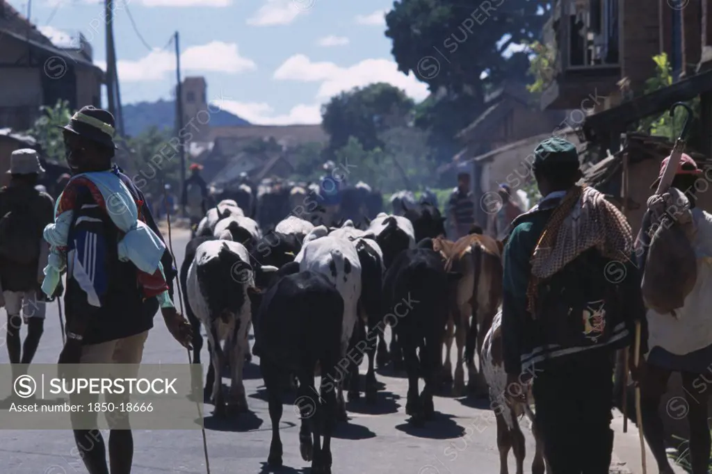 Madagascar, Agriculture, Road To Ambalavao. Herdsman Driving Zebu Cattle Along Road Through Small Town
