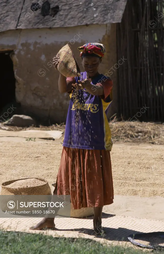 Madagascar, Agriculture, Road To Ranomanfana. Woman Wearing A Los Angeles Lakers Basketball Team Shirt Sprinkling Corn