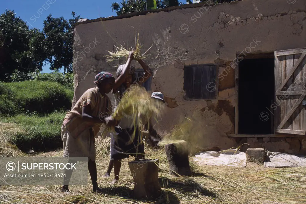 Madagascar, Agriculture, Road To Ranomanfana. Village Women Thrashing Wheat Outside Building