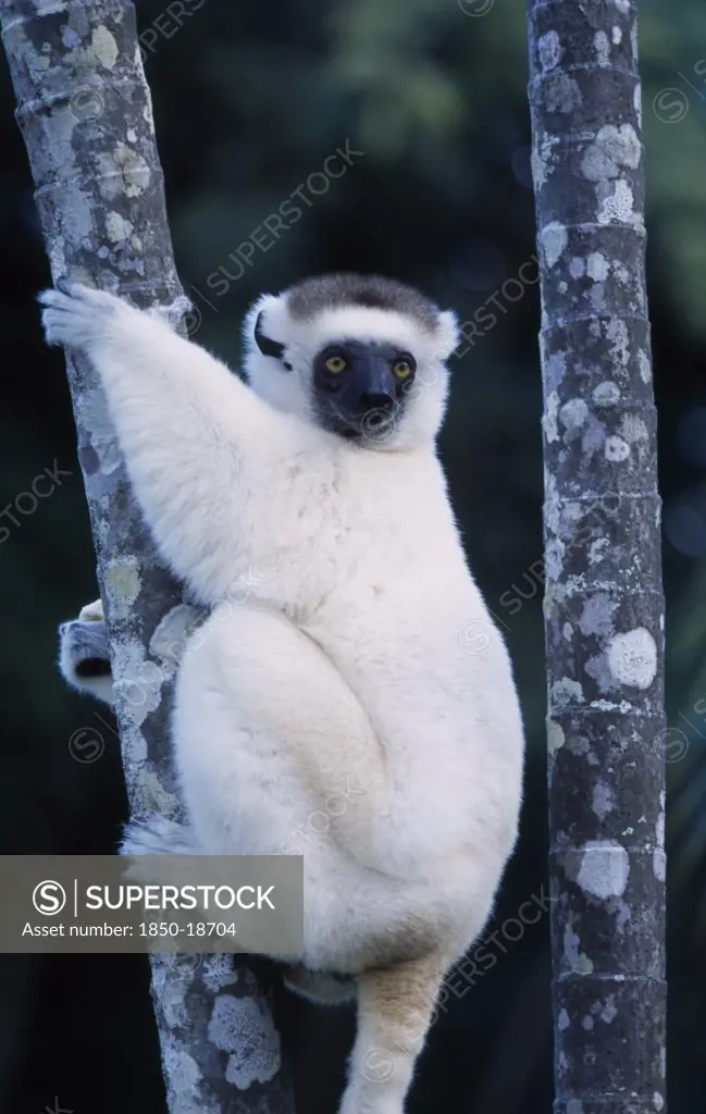 Madagascar, Fort Dauphin, Nahampoana Nature Reserve. Sifaka Lemur Holding On To Tree Stem