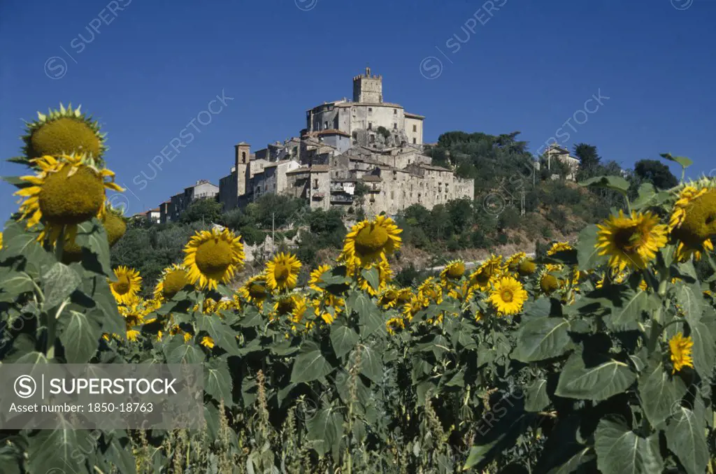 Italy, Umbria, Narni, Medieval Hilltop Town With Field Of Sunflowers In The Foreground.