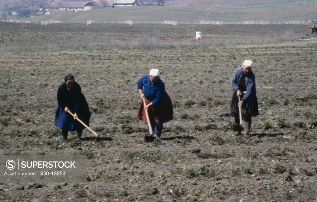 Hungary, Ngrd, Hollko Village, Women Working In The Fields.